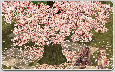 弓手村の新しい桜